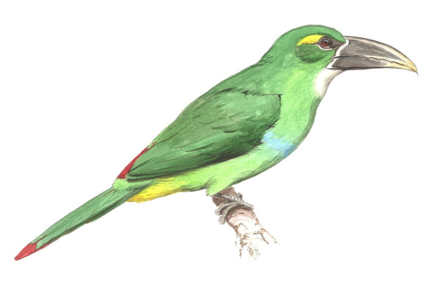 Tawny-bellied Toucanet