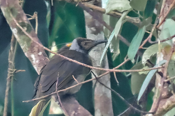 Tawny-breasted Honeyeater