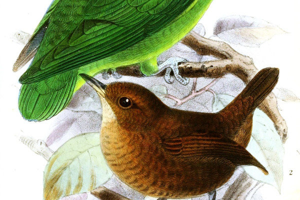 Tawny-breasted Parrotlet