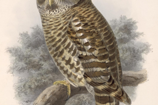Tawny-browed Owl