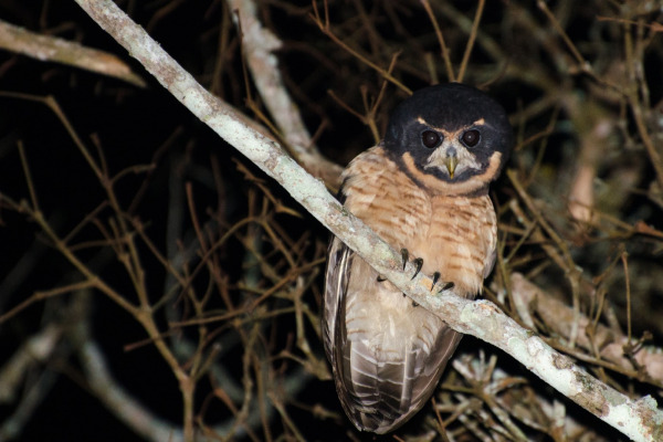 Tawny-browed Owl