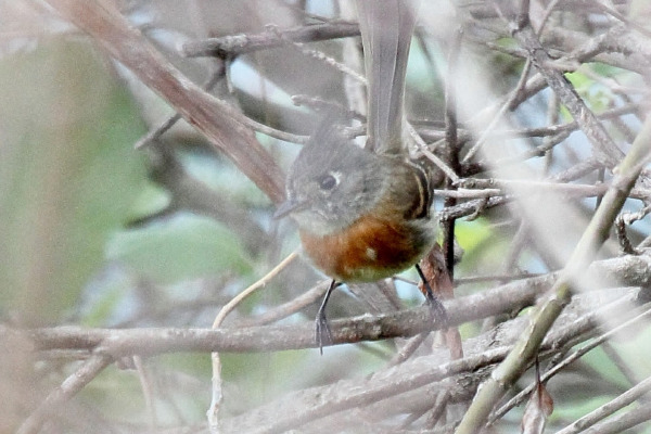 Tawny-chested Flycatcher