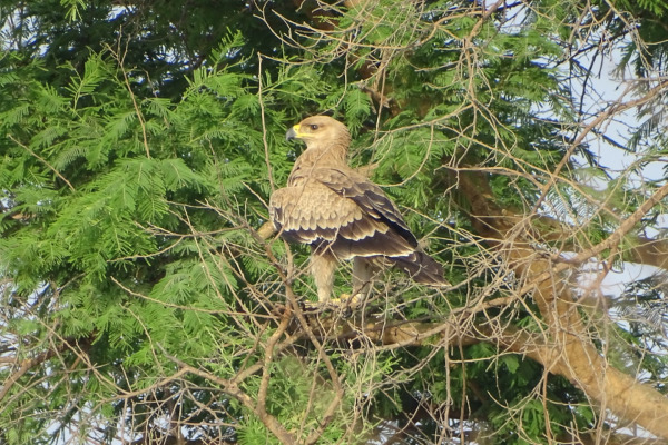 Tawny Eagle