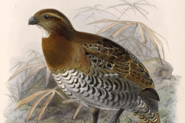 Tawny-faced Quail