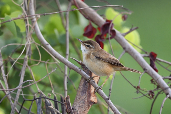 Tawny-flanked Prinia