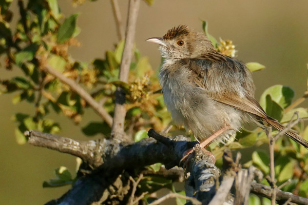Tawny-flanked Prinia