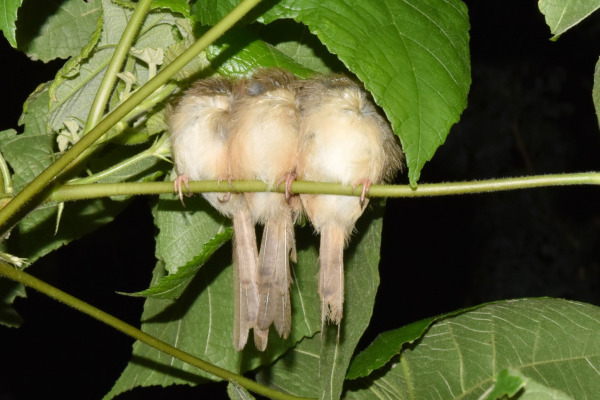 Tawny-flanked Prinia