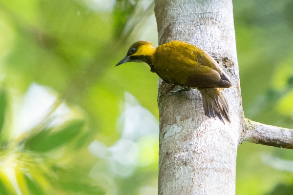 Tawny Piculet