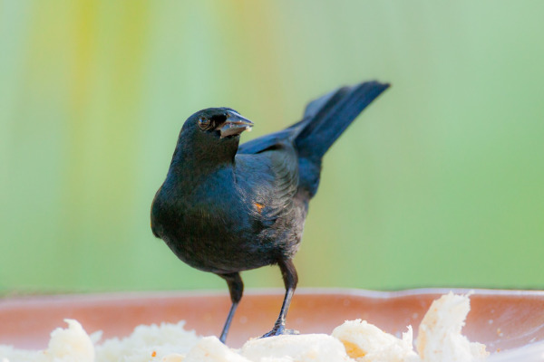 Tawny-shouldered Blackbird
