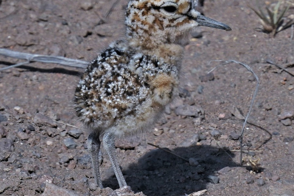 Tawny-throated Dotterel