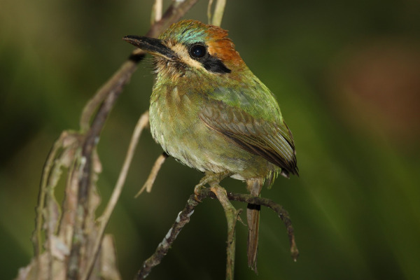 Tawny-tufted Toucanet