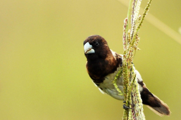 Teerink's Munia