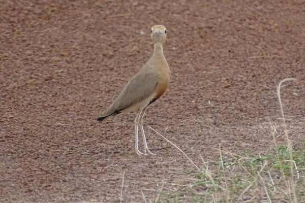 Temminck's Courser