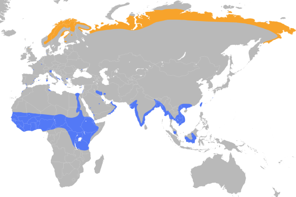 Temminck's Stint
