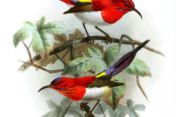 Temminck's Sunbird