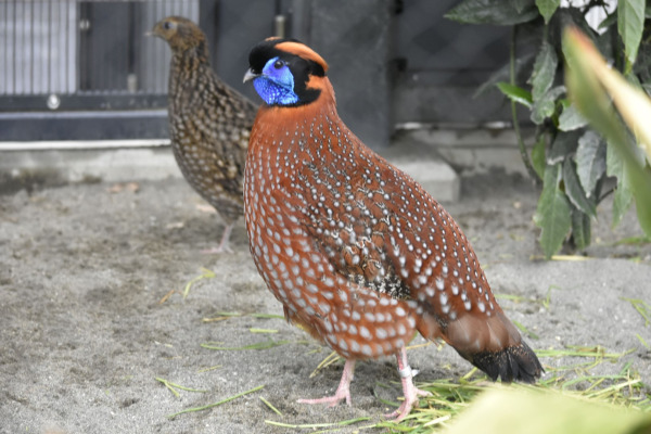 Temminck's tragopan