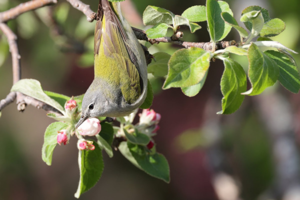 Tennessee Warbler