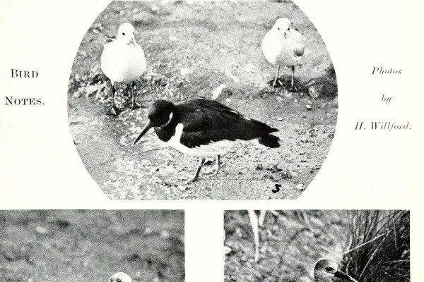 Tenuirostral Rail