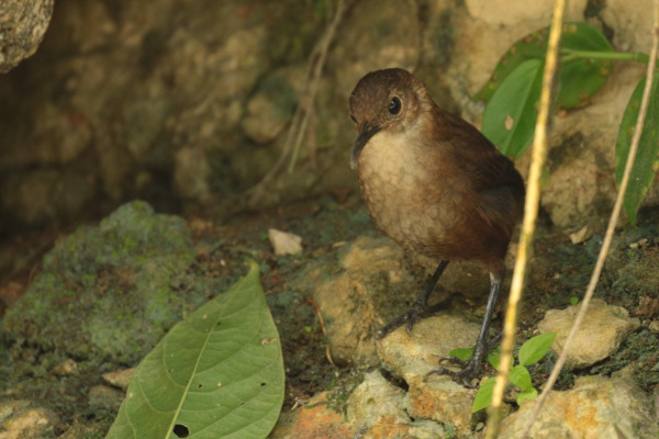 Tepui Wren