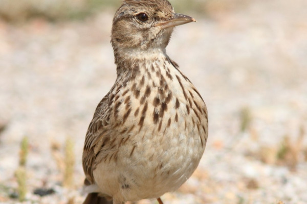 Thekla lark