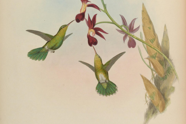 Theresa's spinetail