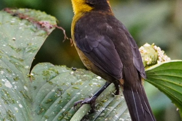 Thick-billed Brush Finch