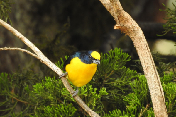 Thick-billed Euphonia