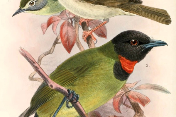 Thick-billed Flowerpecker