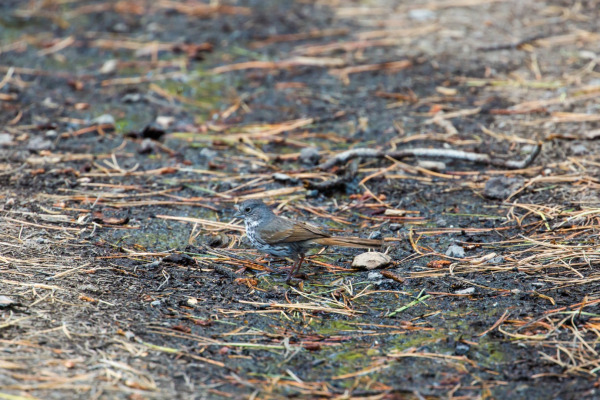 Thick-billed Fox Sparrow