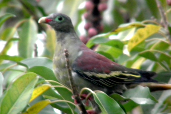 Thick-billed Green Pigeon