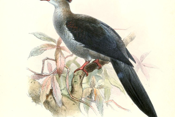 Thick-billed Ground Pigeon