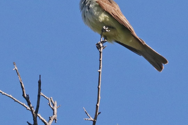 Thick-billed Kingbird