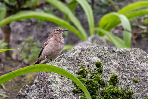 Thick-billed Miner