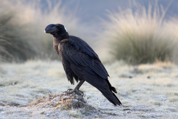 Thick-billed Raven