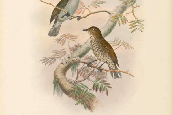 Thick-billed Spiderhunter