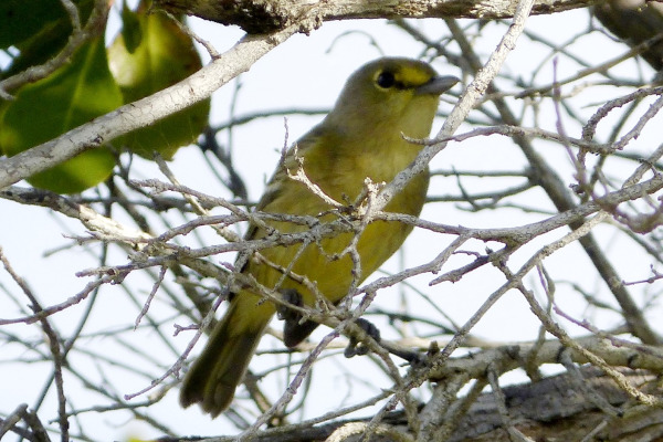 Thick-billed Vireo