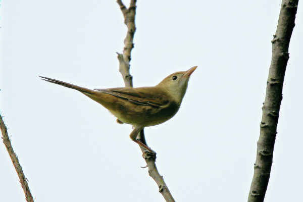 Thick-billed Warbler