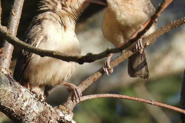 Thicket Tinamou