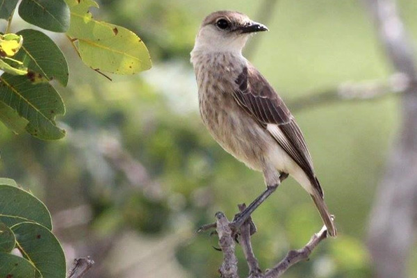 Thollon's Anteater-Chat