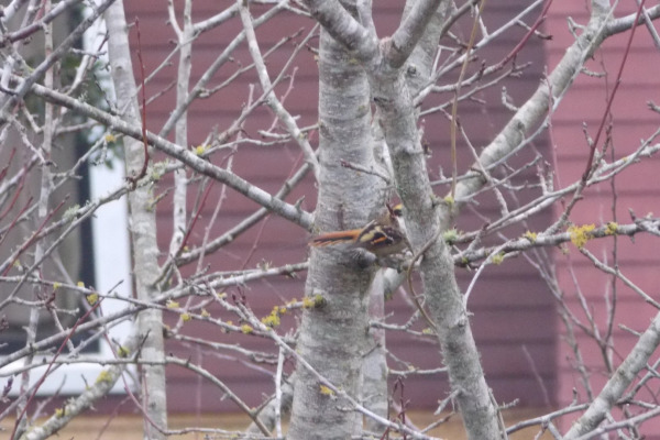 Thorn-tailed Rayadito