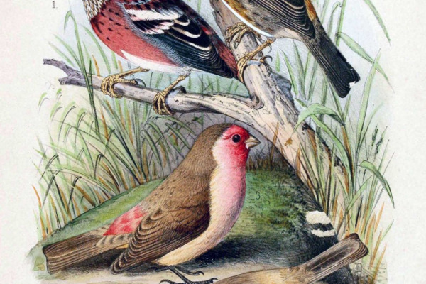 Three-striped Rosefinch