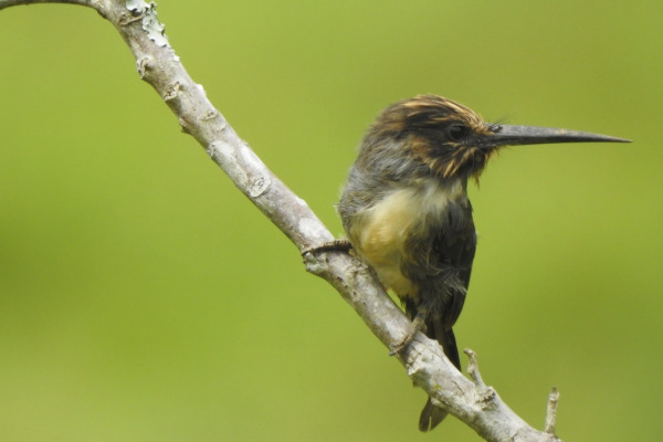 Three-toed Jacamar