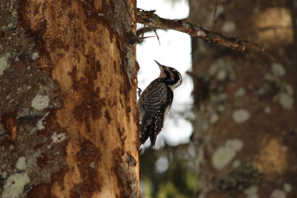 Three-toed woodpecker