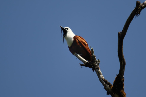 Three-wattled Bellbird