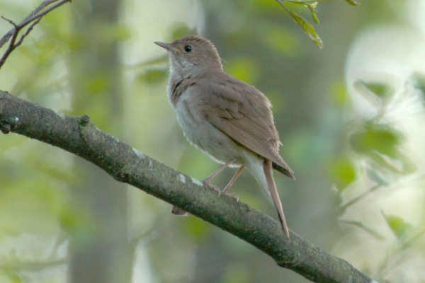Thrush Nightingale