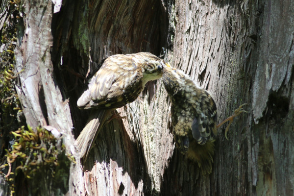 Tianquan treecreeper