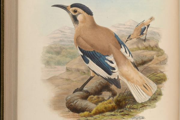 Tibetan Ground Jay