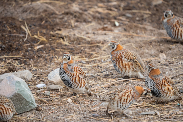 Tibetan Partridge