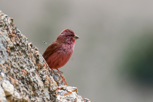 Tibetan Rosefinch