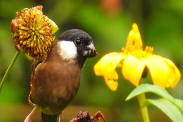 Tibetan Rosefinch